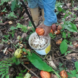 Cutting Cacao | Tapipa. Miranda State | Venezuela | Image: Victoria Matamage: Victoria Mata
