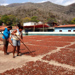 Pulling Cacao | Chuao. Aragua State | Venezuela | Image: Victoria Mata