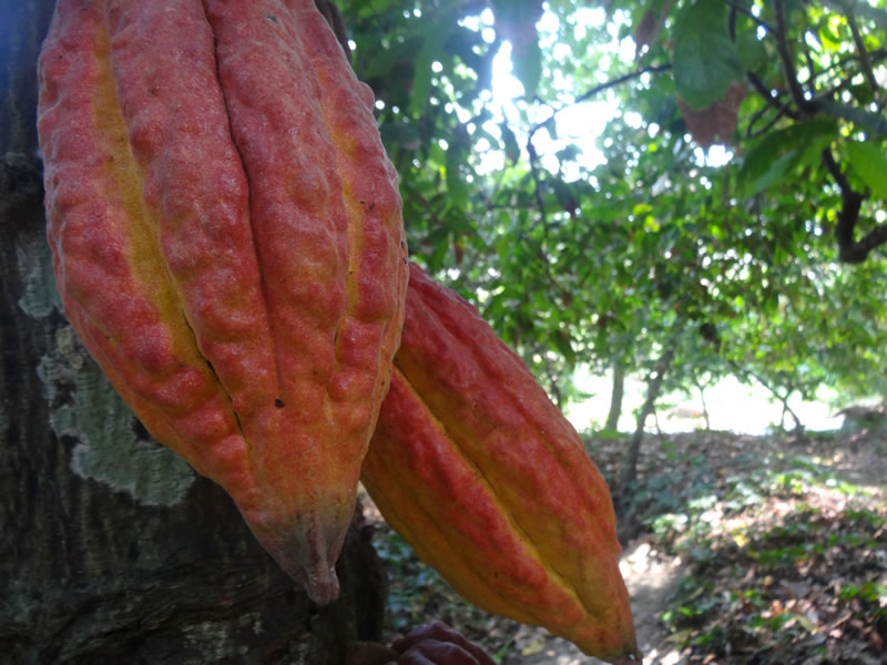 Red Cacao | Chuao. Aragua State | Venezuela | Image: Victoria Mata
