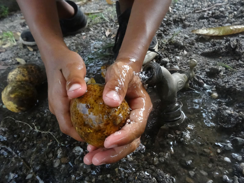 Washing Mangoes | Tapipa. Aragua State | Venezuela | Image: Victoria Mata
