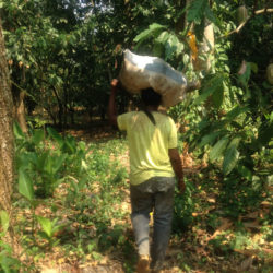 Carrying sac of cacao | Tapipa. Miranda State | Venezuela | Image: Victoria Mata